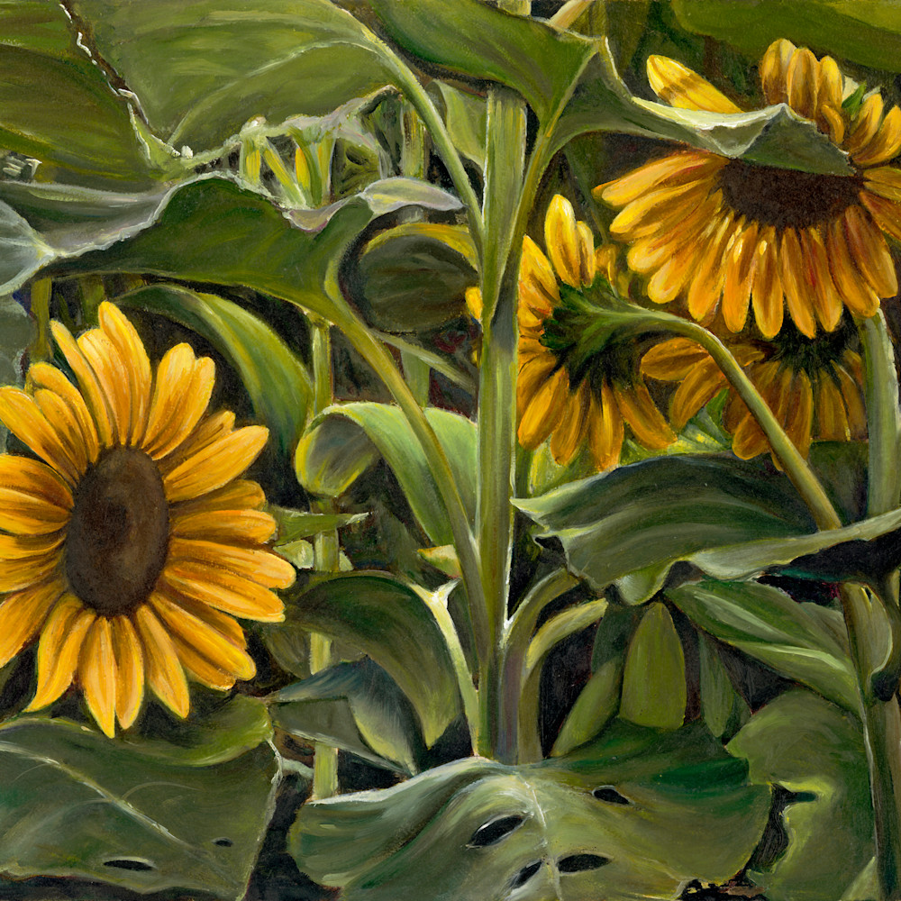 Sunflower field jbjecw