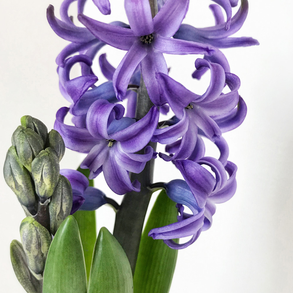 Purple hyacinth img 5467 lmnxiy