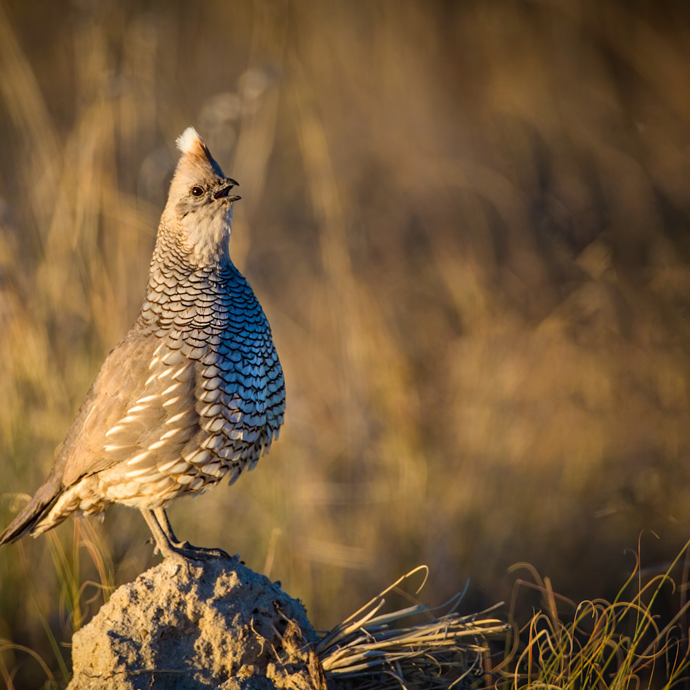 Scaled quail calling 78 mb fin yntsir