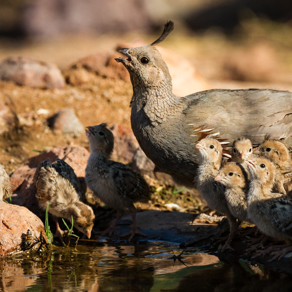 Gambels quail female with chicks w4ycmd