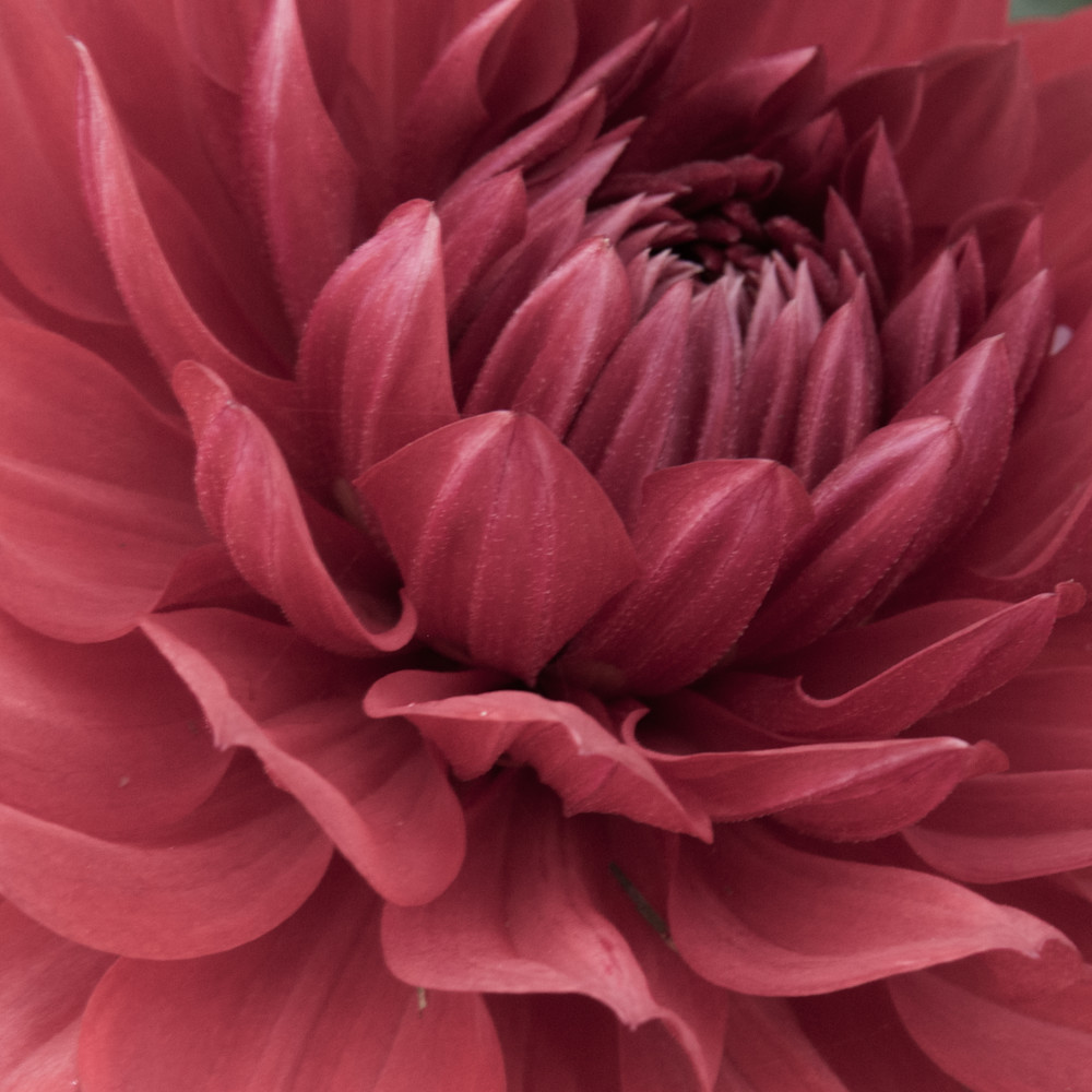 Macro flower petals in bloom.