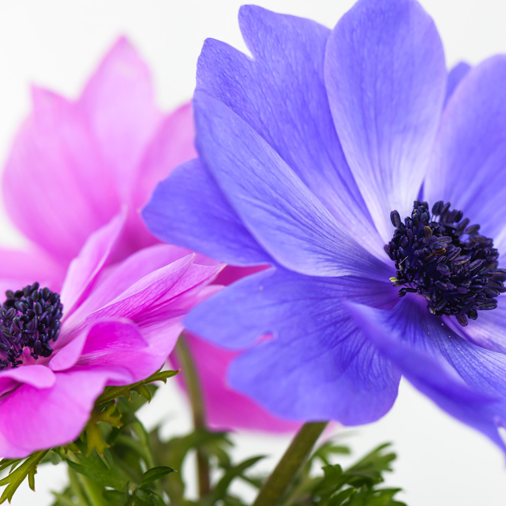 Pink and blue anemone flowers hqrhed
