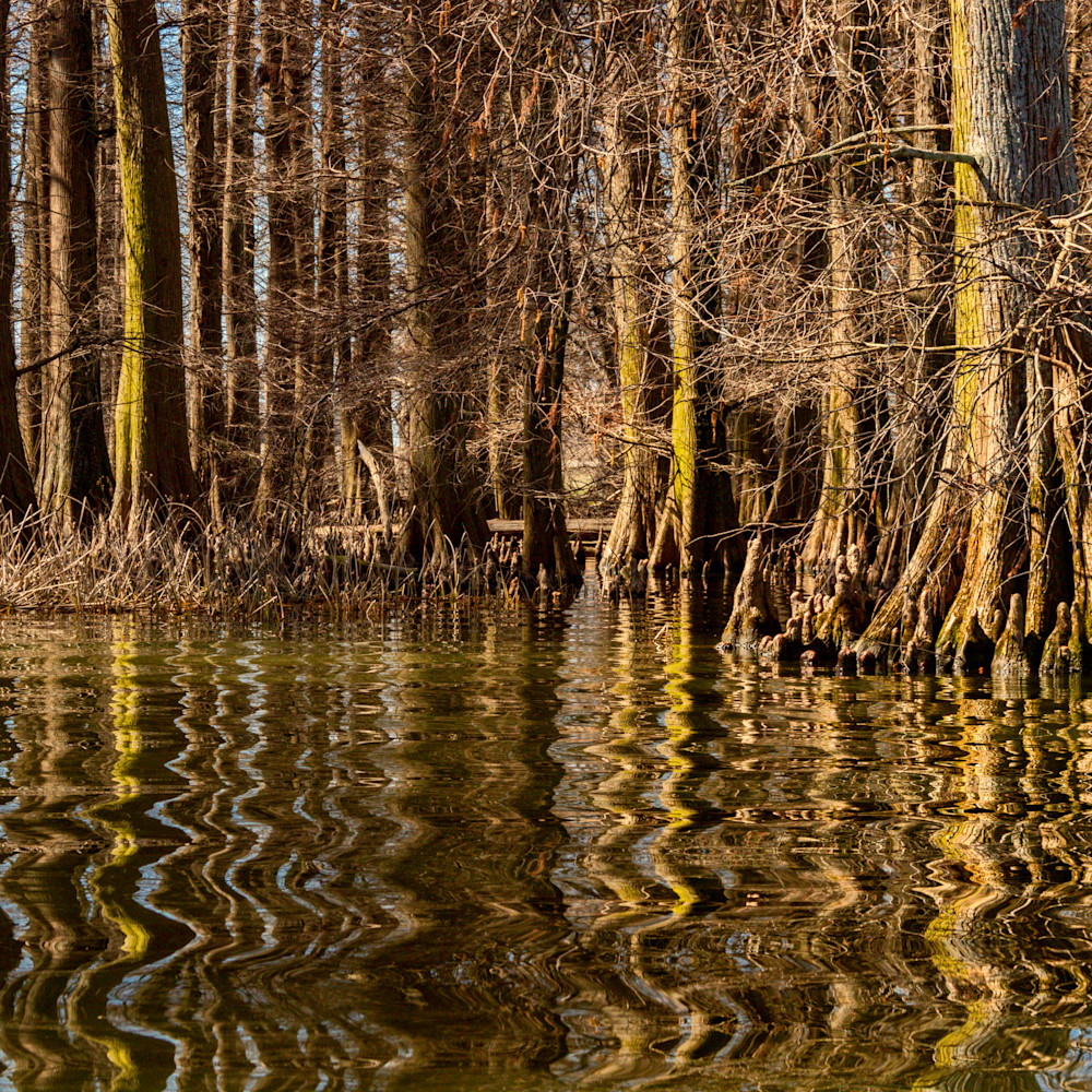 Cypress trees reflection reelfoot lake 5472fs healthcare art mbunc4