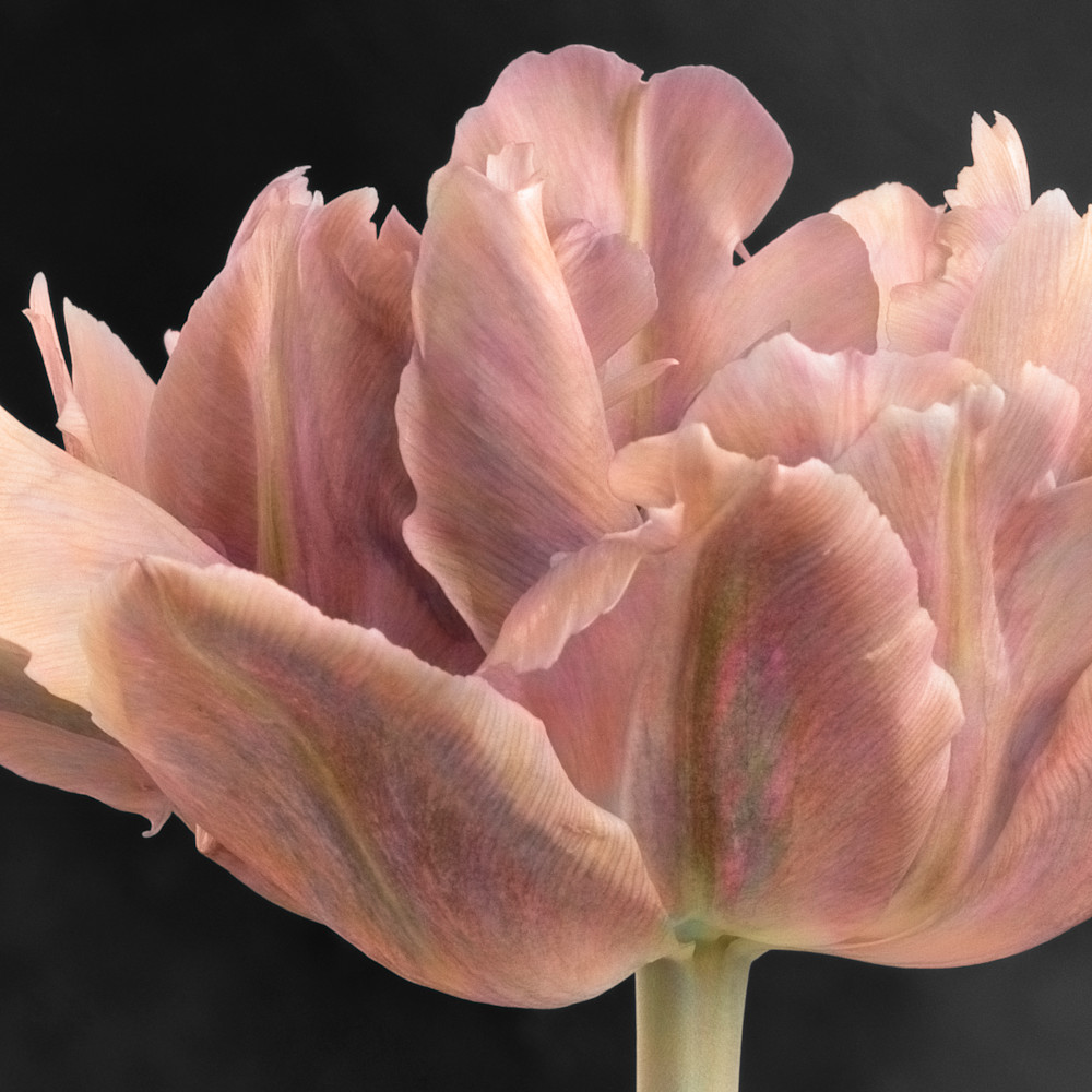 Tulip no 6 xjdgcc
