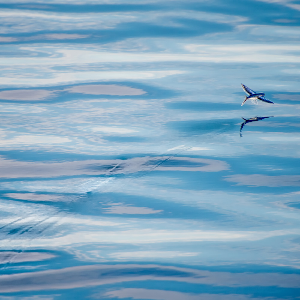Flying fish   solomon islands urjuvx