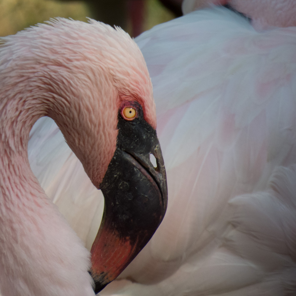 Flamingo 3 rrw95i