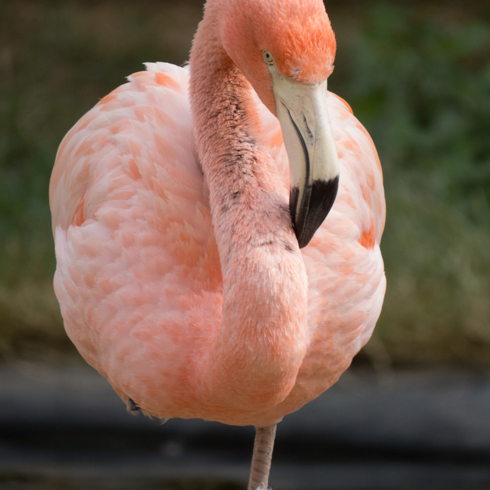 Flamingo 1 pzibgl