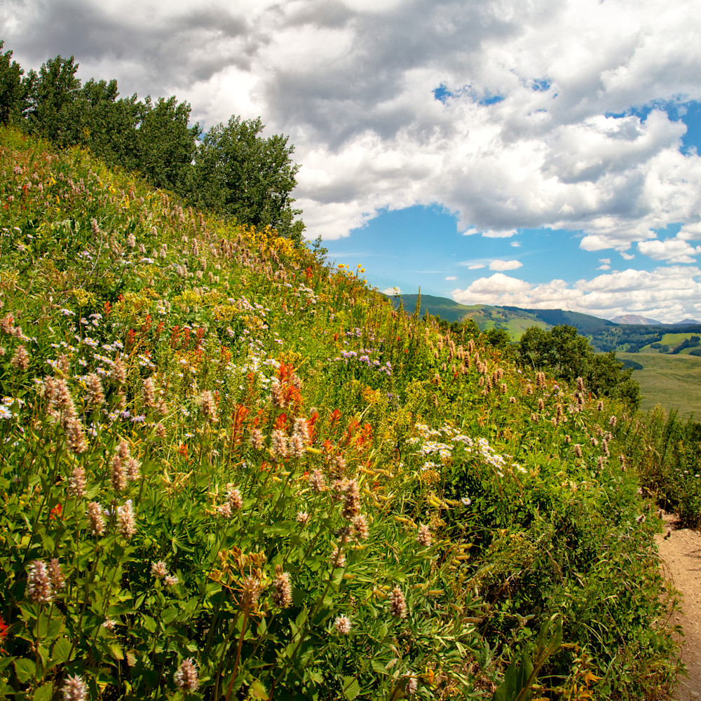 Snodgrass trail wildflowers mountains 7061 gfs c8xoba