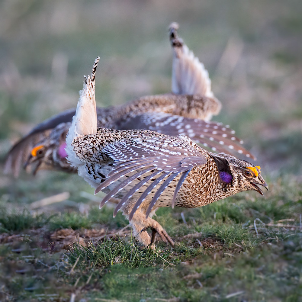 Sharp tailed grouse dance off 57 mb skg7y7