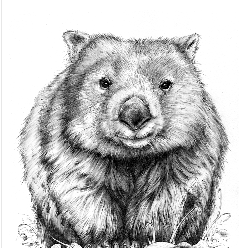 One Little Wombat Common Wombat Pencil Drawing Australian Wildlife