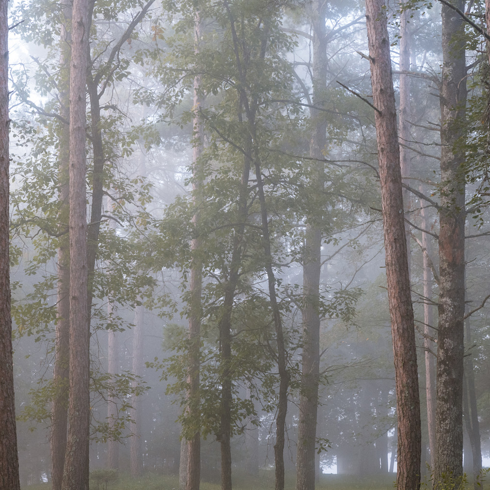Misty forest zlpmnm