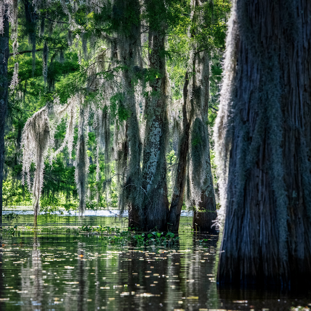 Andy crawford photography henderson swamp bayou beauty ak76v9