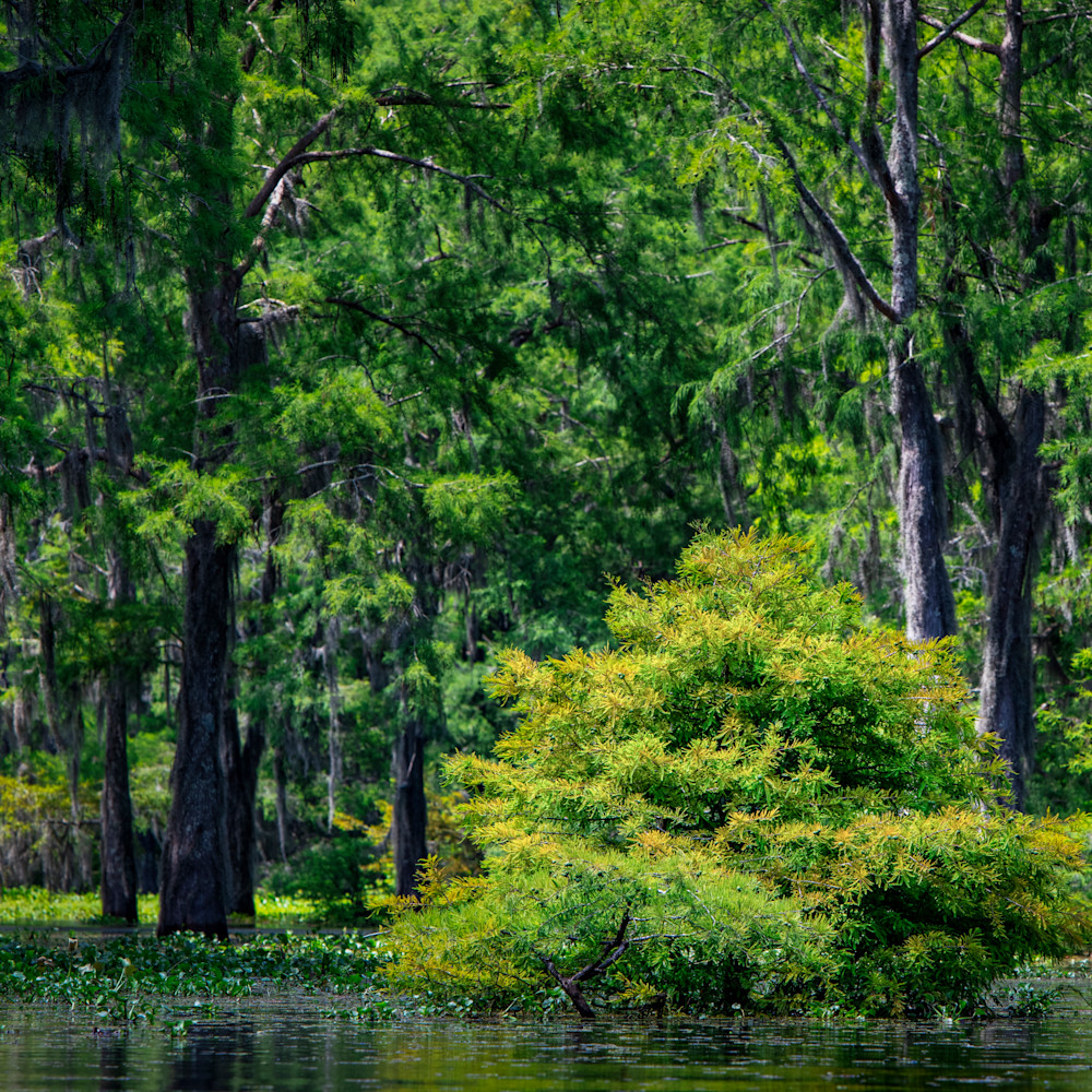 Andy crawford photography henderson swamp neck deep in the swamp pkacum