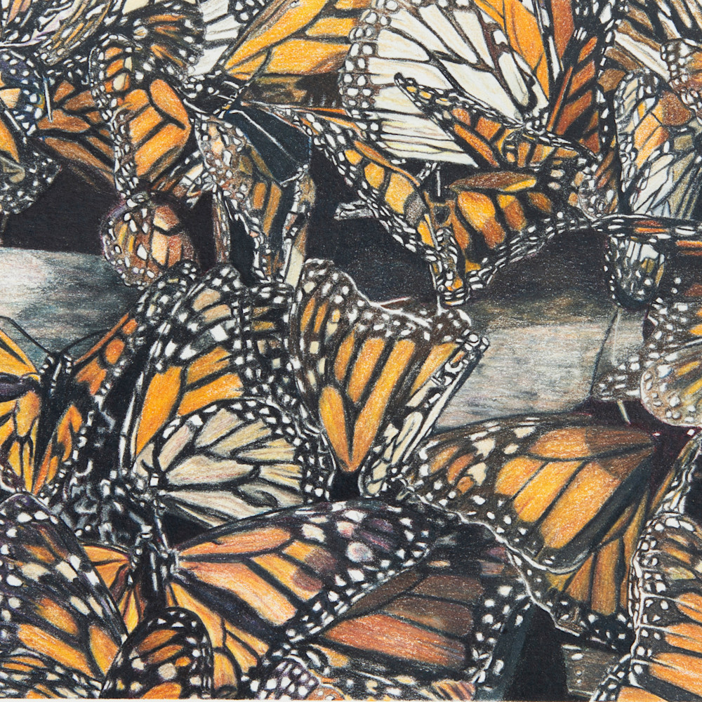 Monarch butterflies asf glhmne