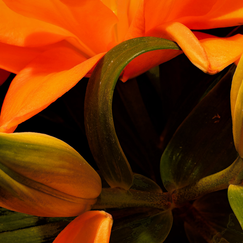 Asiatic lily 1 lvwck8