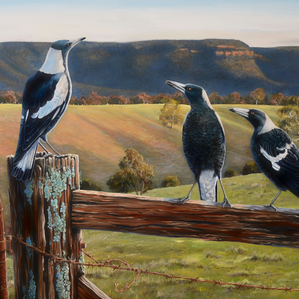 Australian Magpies Fence Sitters