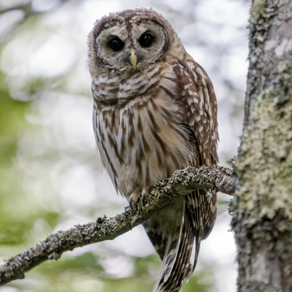 Acadia s barred owl l4dg9j