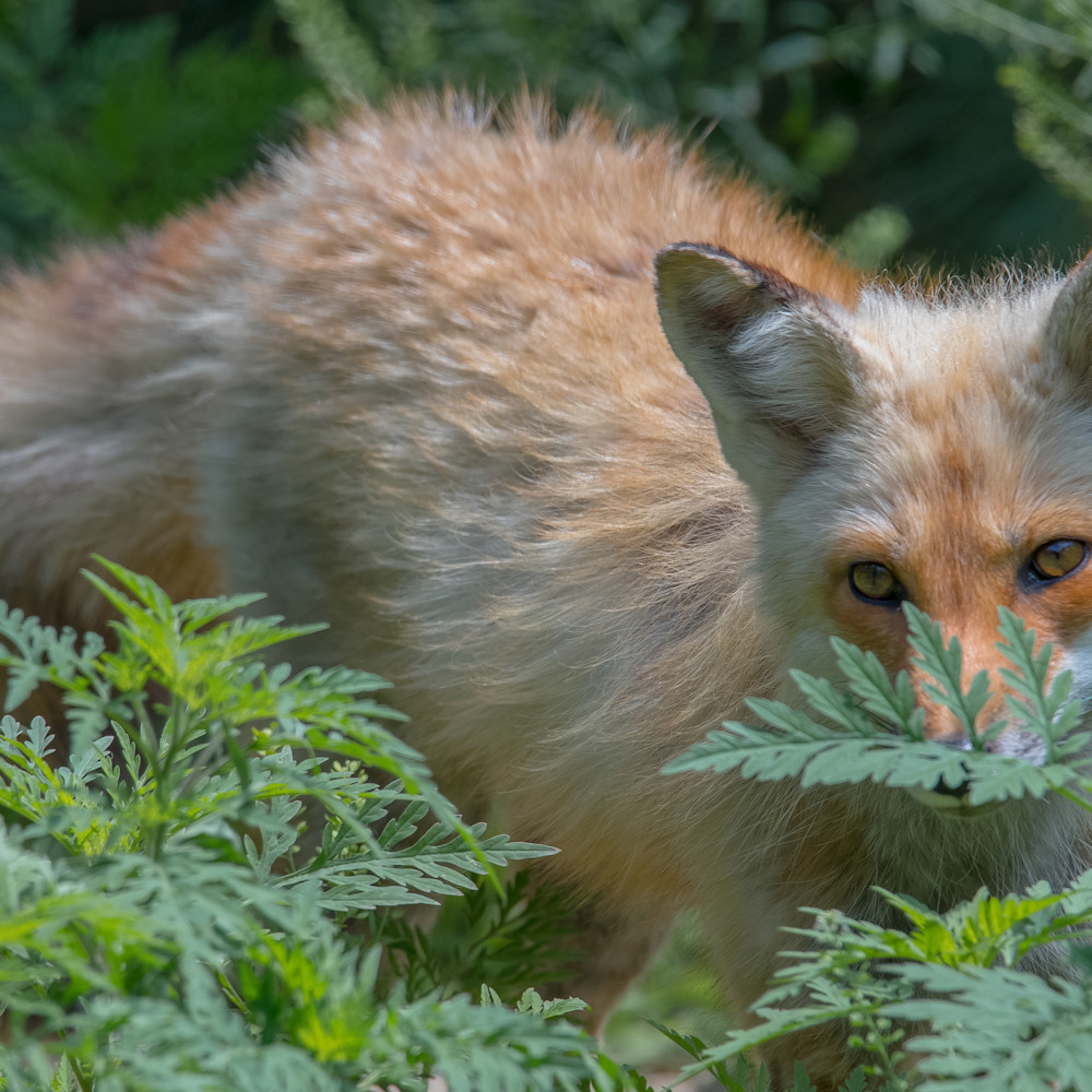 Fox in the bushes izfuy3