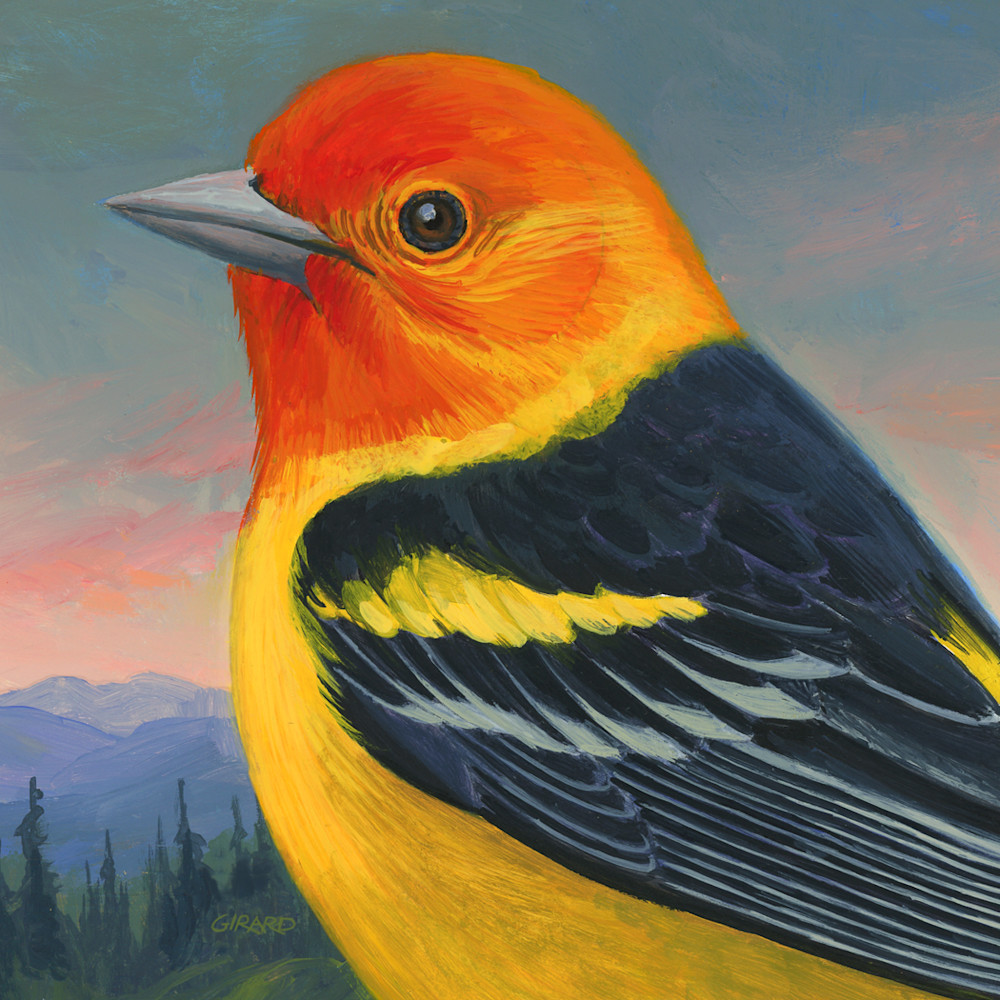 Western tanager gzr2ad