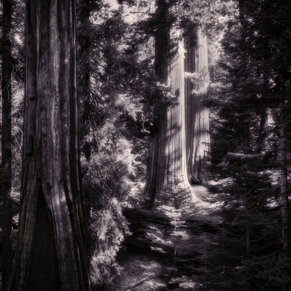 Redwood grove edit luminar nmr7wf