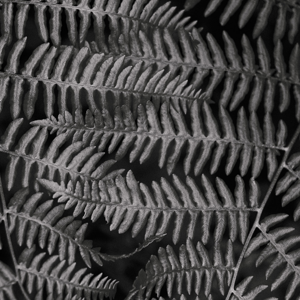 Ferns no 1 whidbey island washington 2014 auivps