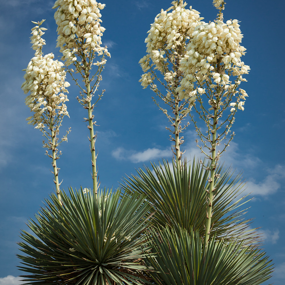 Cactus blooms znvtyk