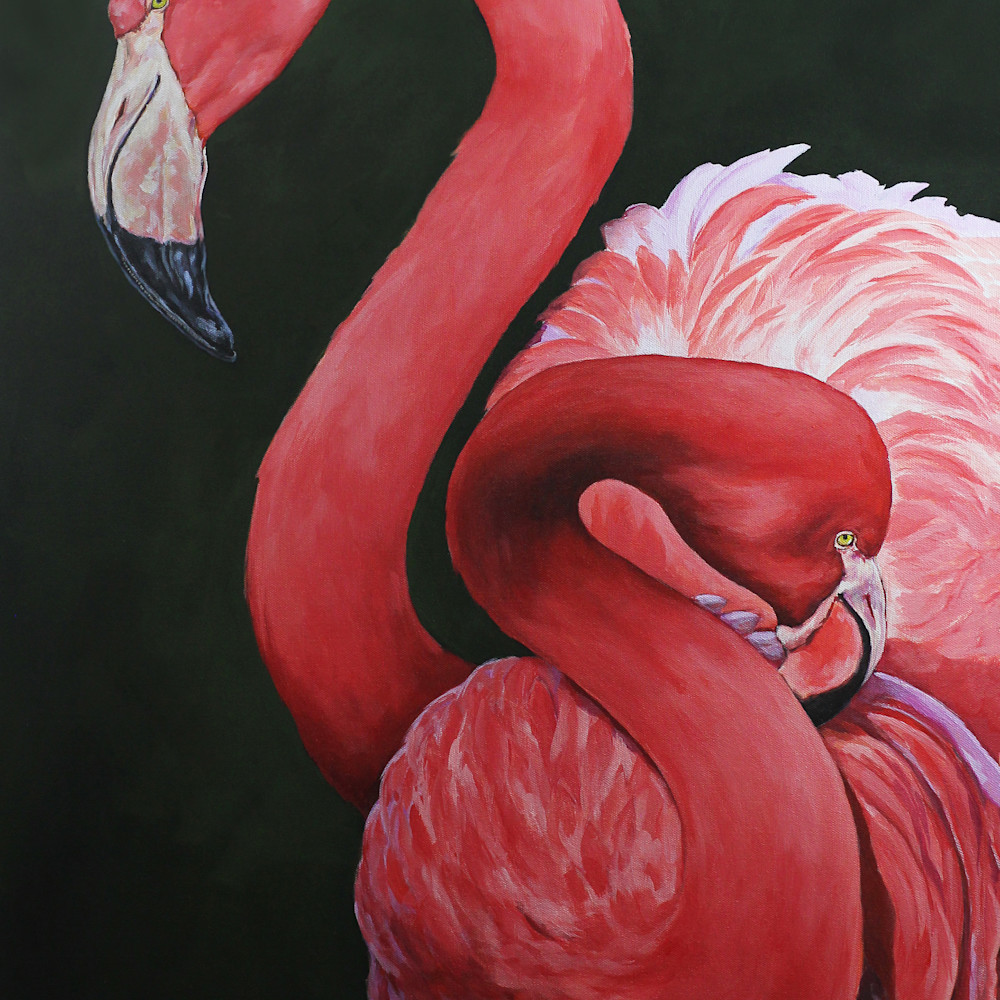 Flamingos img 8722 lmmc3x