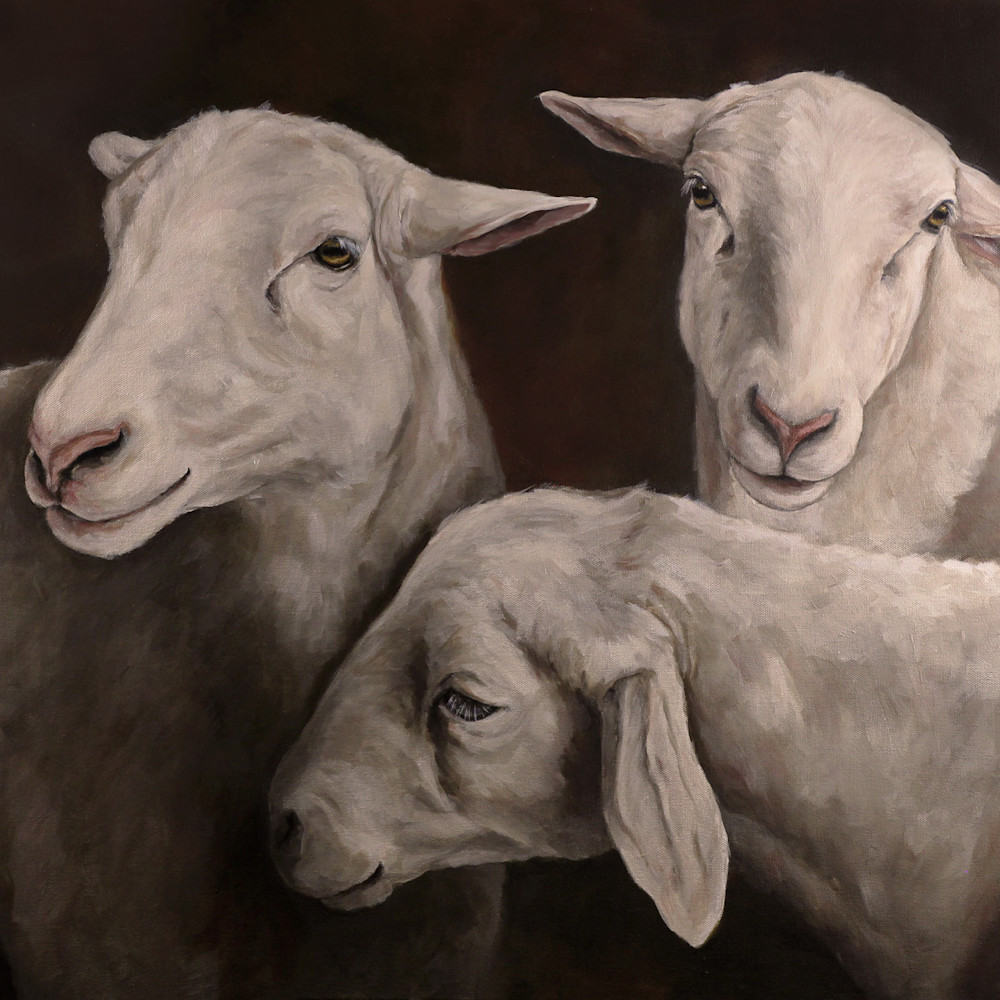 Three sheep img 8706 qsn0uk