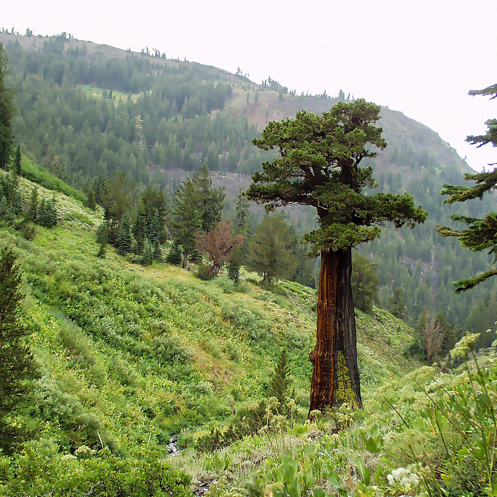 Sierran juniper standing mztx5r