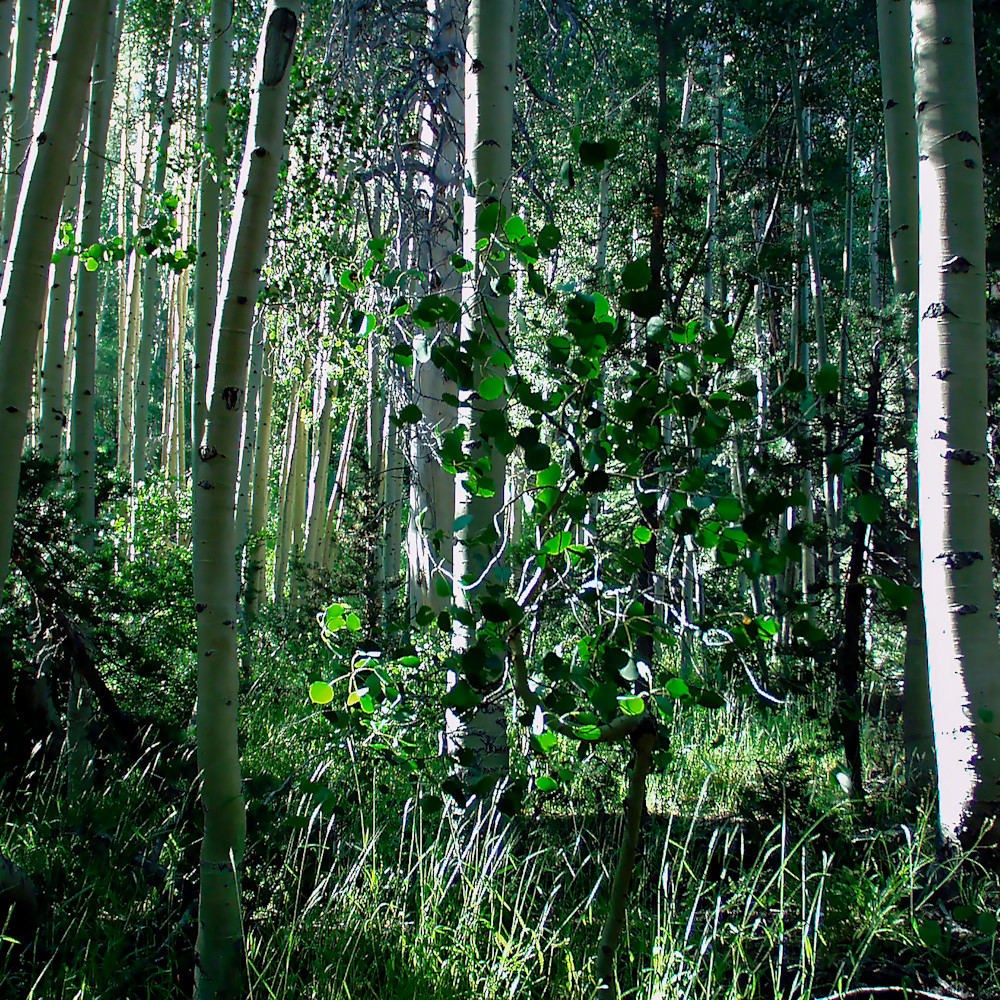 Aspen forest zj4oxo