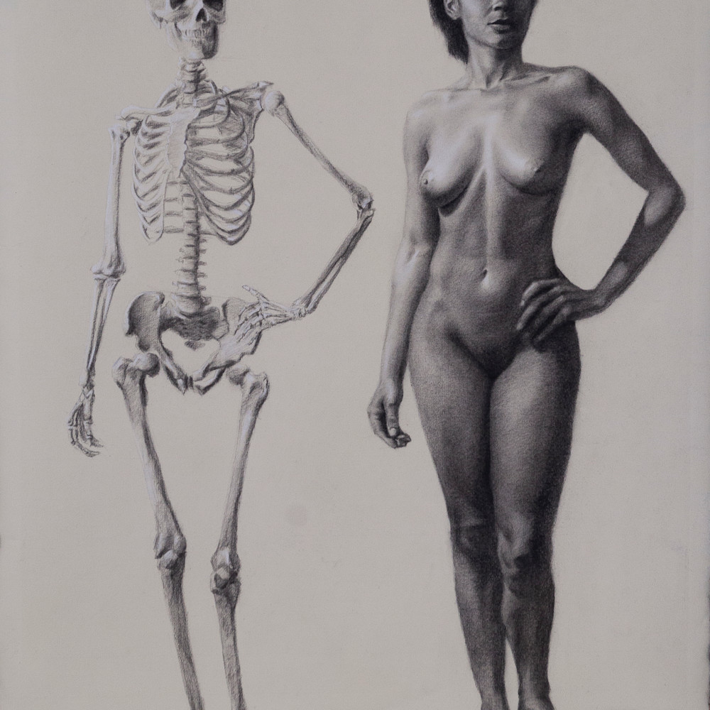 Dg academic anatomy figure skeleton warehouse original 19x25 0013 xmukjh