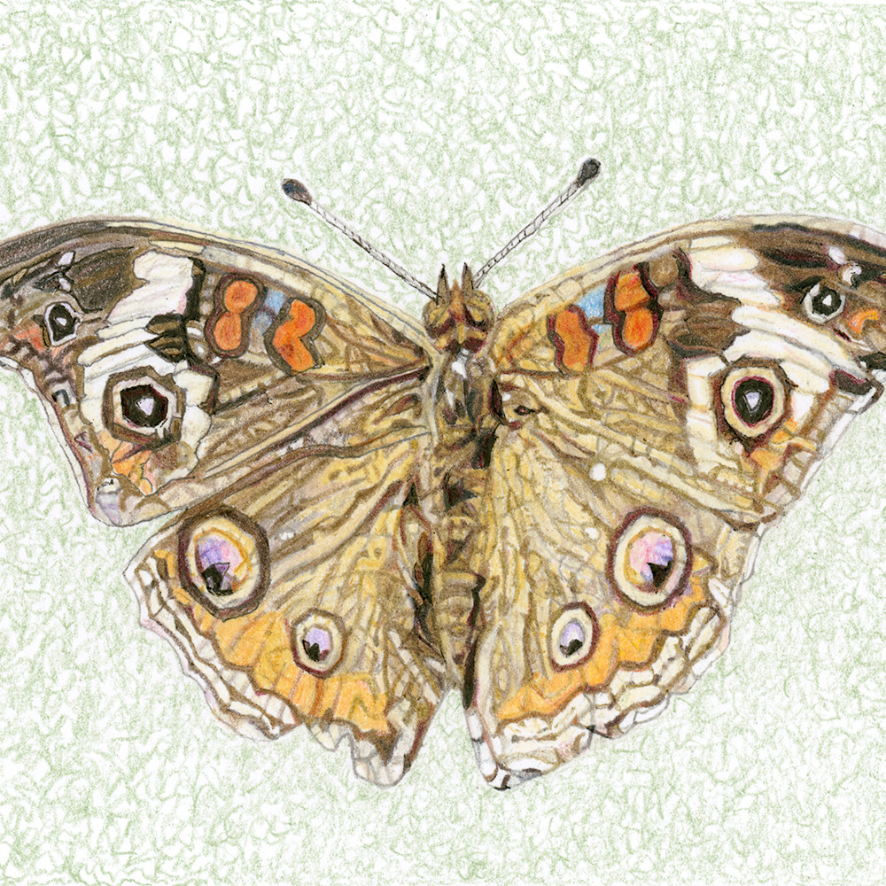 Common buckeye butterfly needlf
