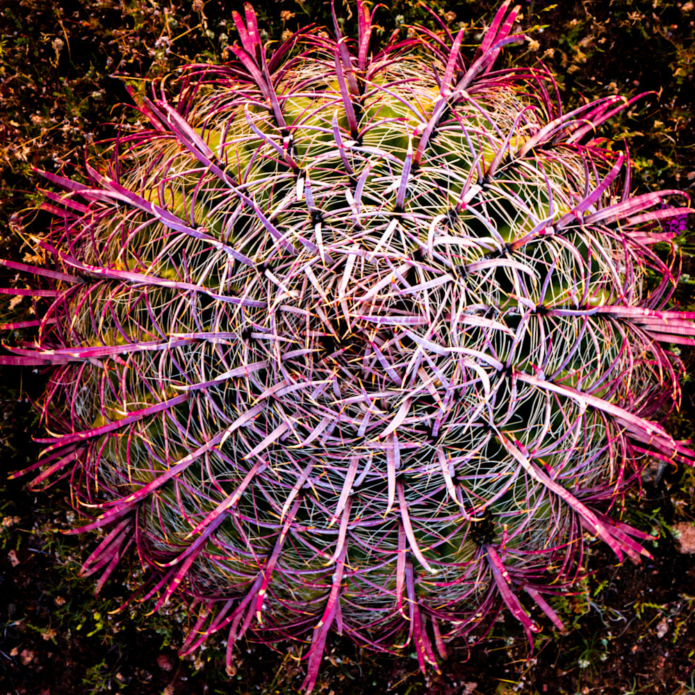 Barrel cactus euoq1s