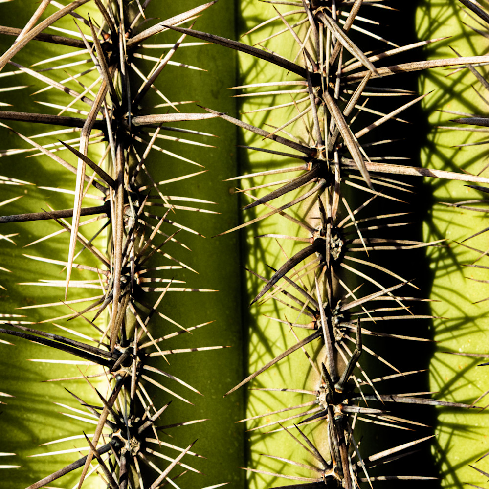 Desert cactus color vr2kqz