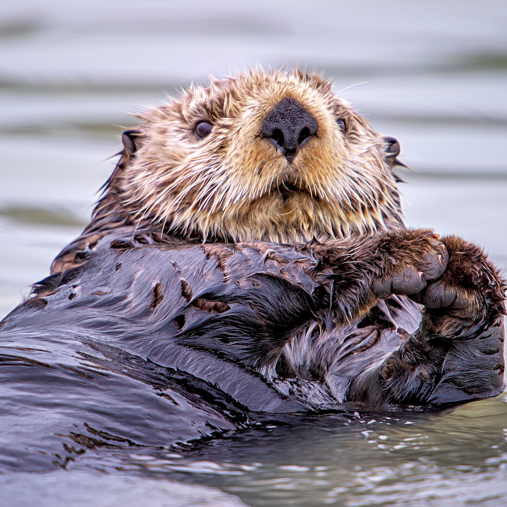 Sea otter fhgdw1