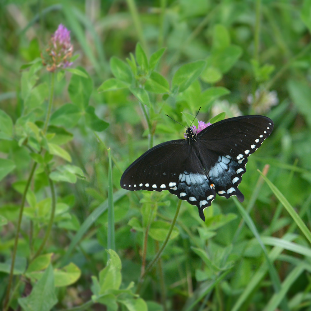 Black swallowtail ubfsfj