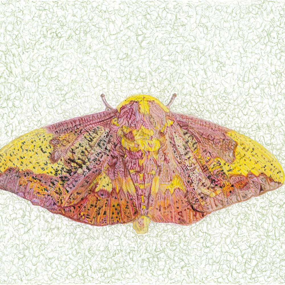 Mebane imperial moth tsuyyf