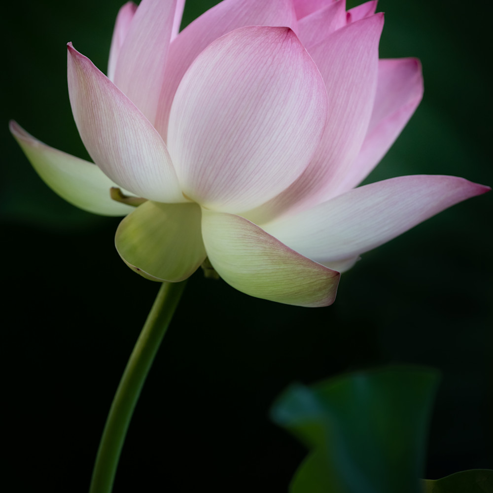 Tall lotus on black d1mzfx