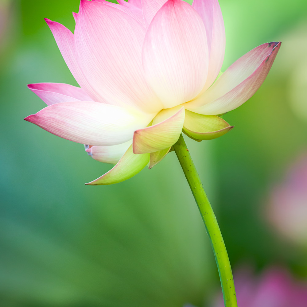 Vertical pastel lotus ul6zkv