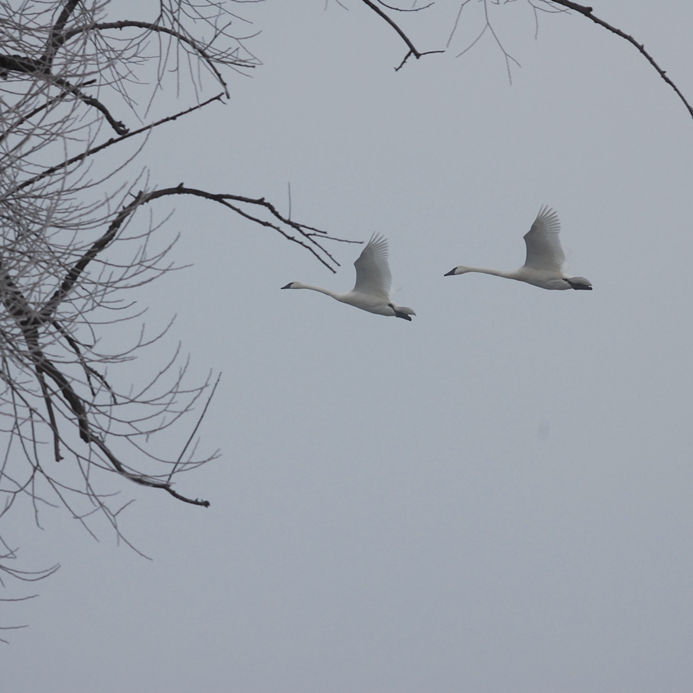 Two trumpeter swans vyhxpx