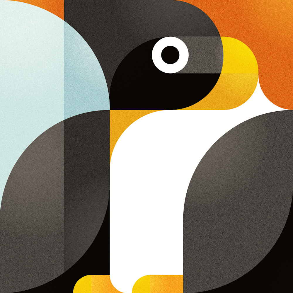 Pingouin squaredhd bkokgy
