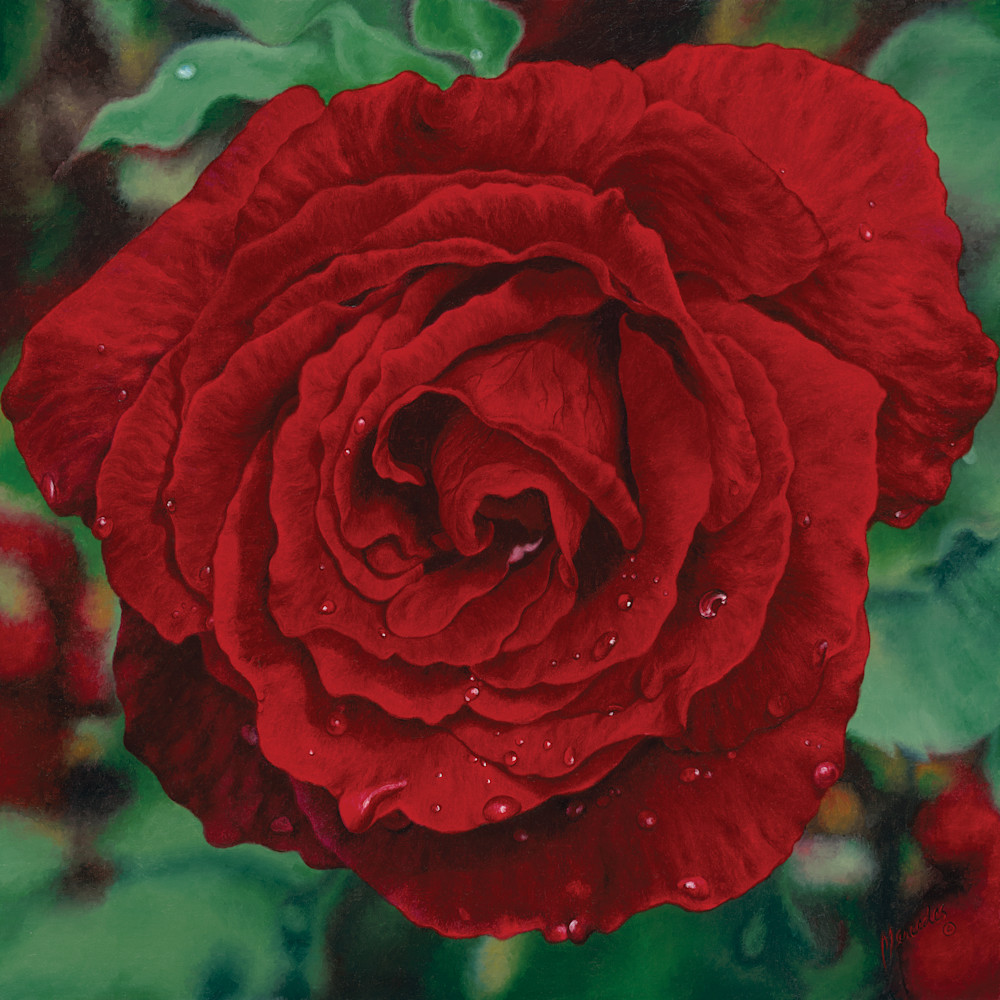 Red rose.rgb xdpmfa