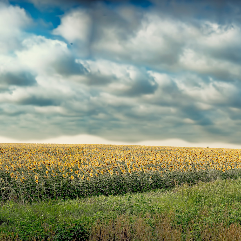 Dsc 7649 sunflower fields ellis county tx xdc3d0