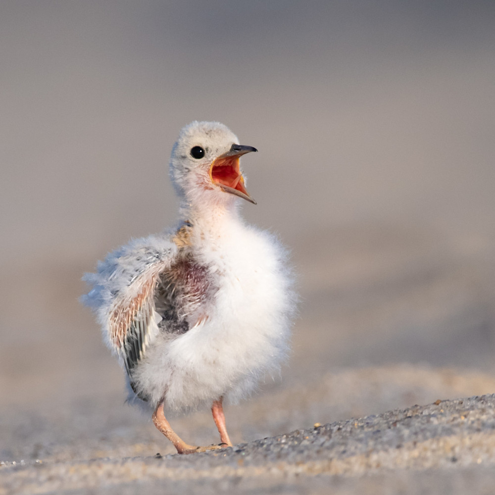 Least tern chick calling out vmrwv2