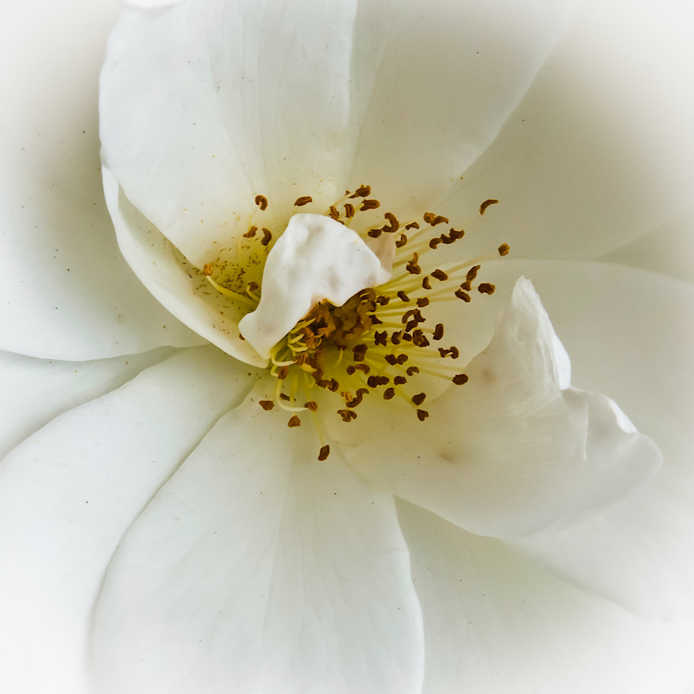 White rose yztfpv