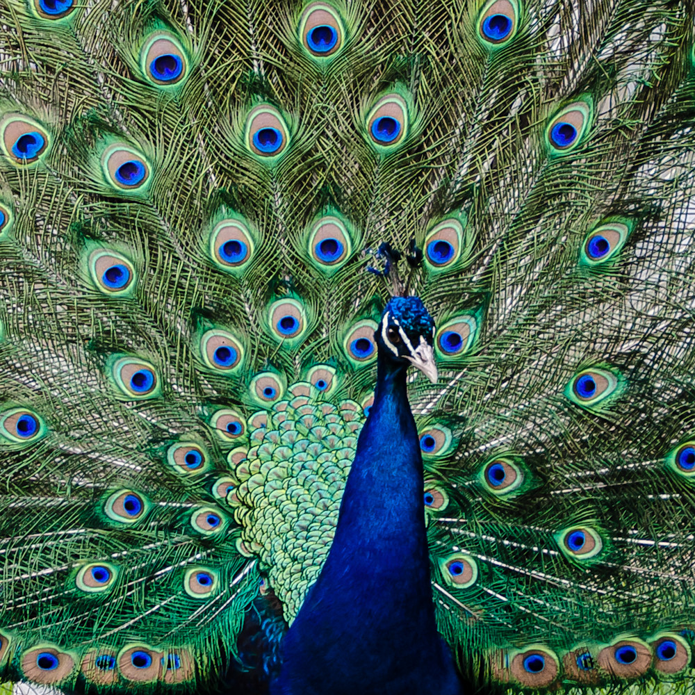 Peacock 2 ghxfxx