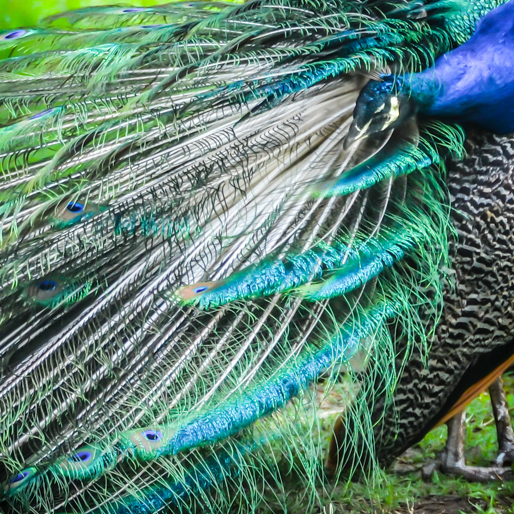 Peacock 1 rzwv88