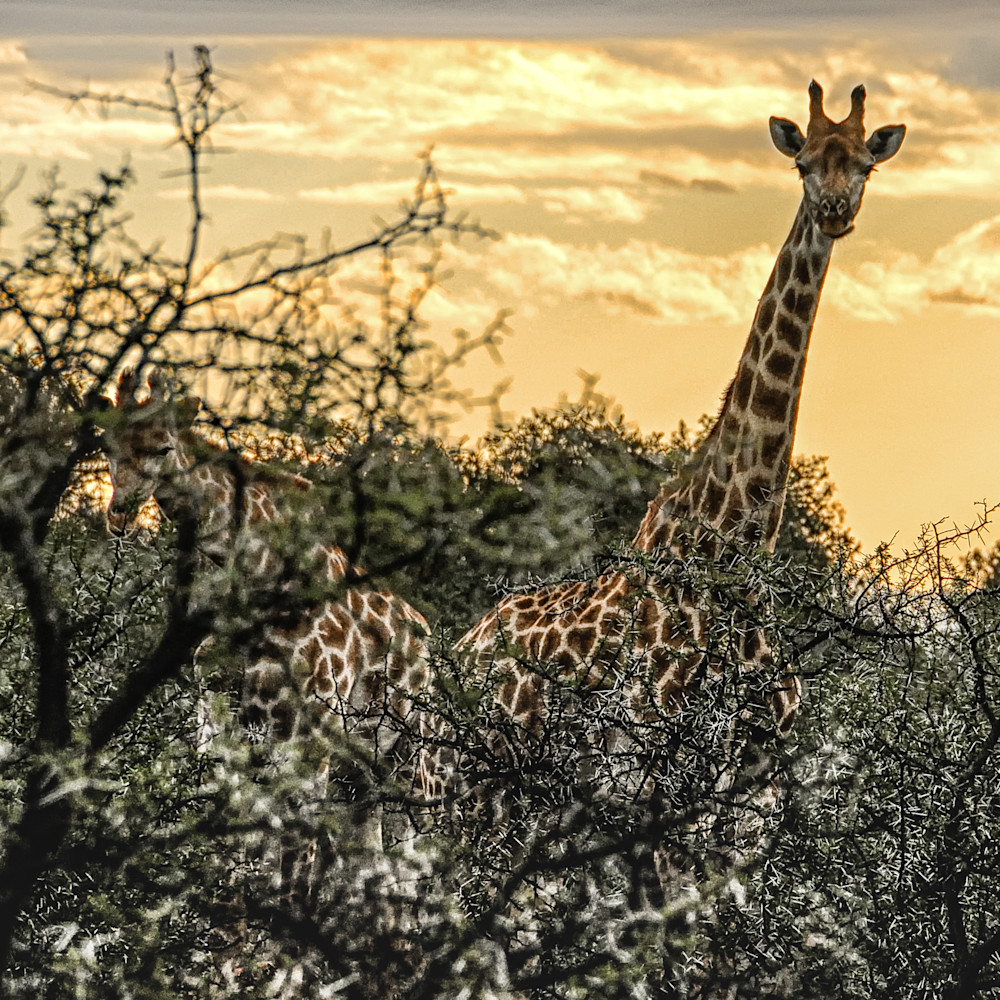 Giraffes at sunset gd1xow