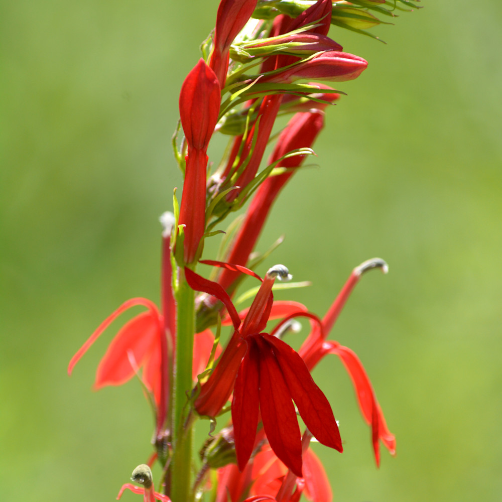 Cardinal flower hqpqxi