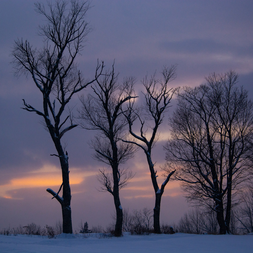 Trees vt winter 1 rbvpfr